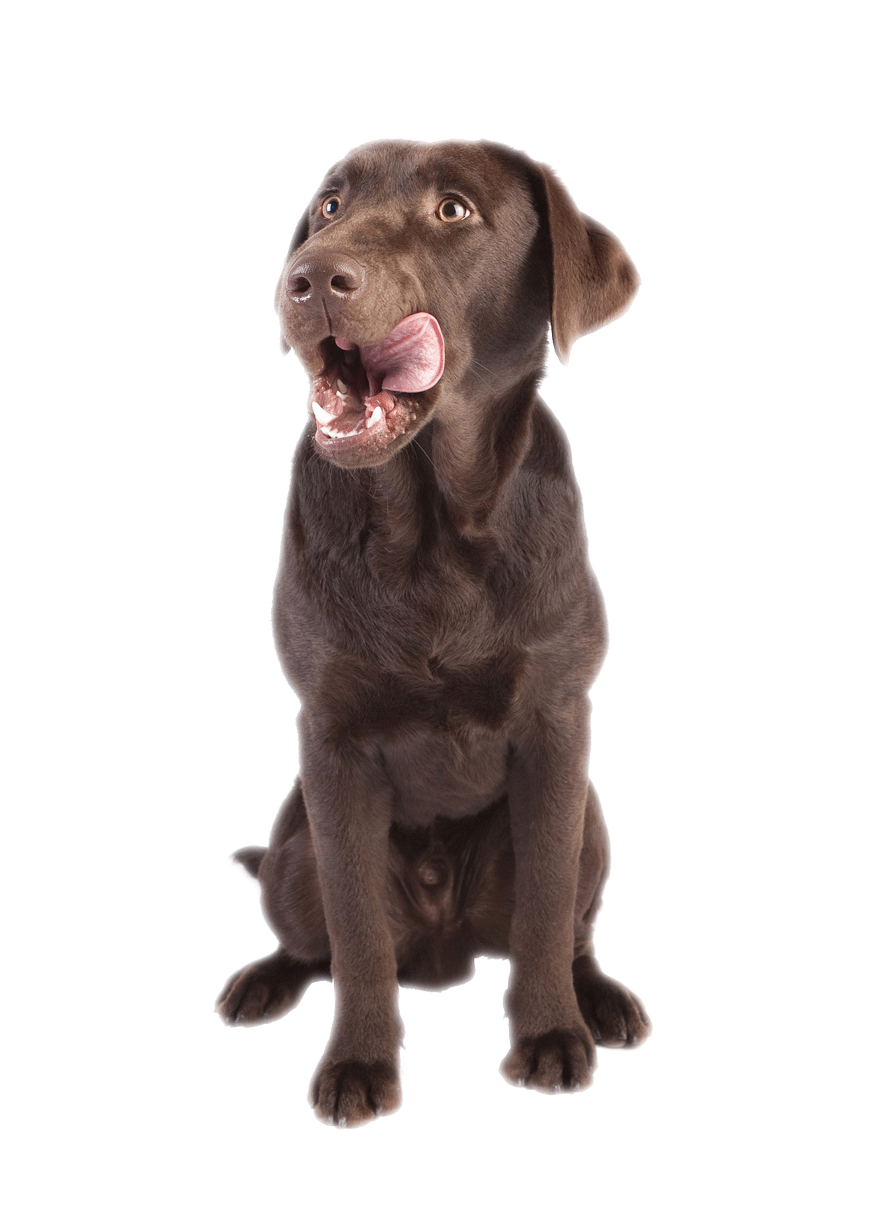 doggyfree