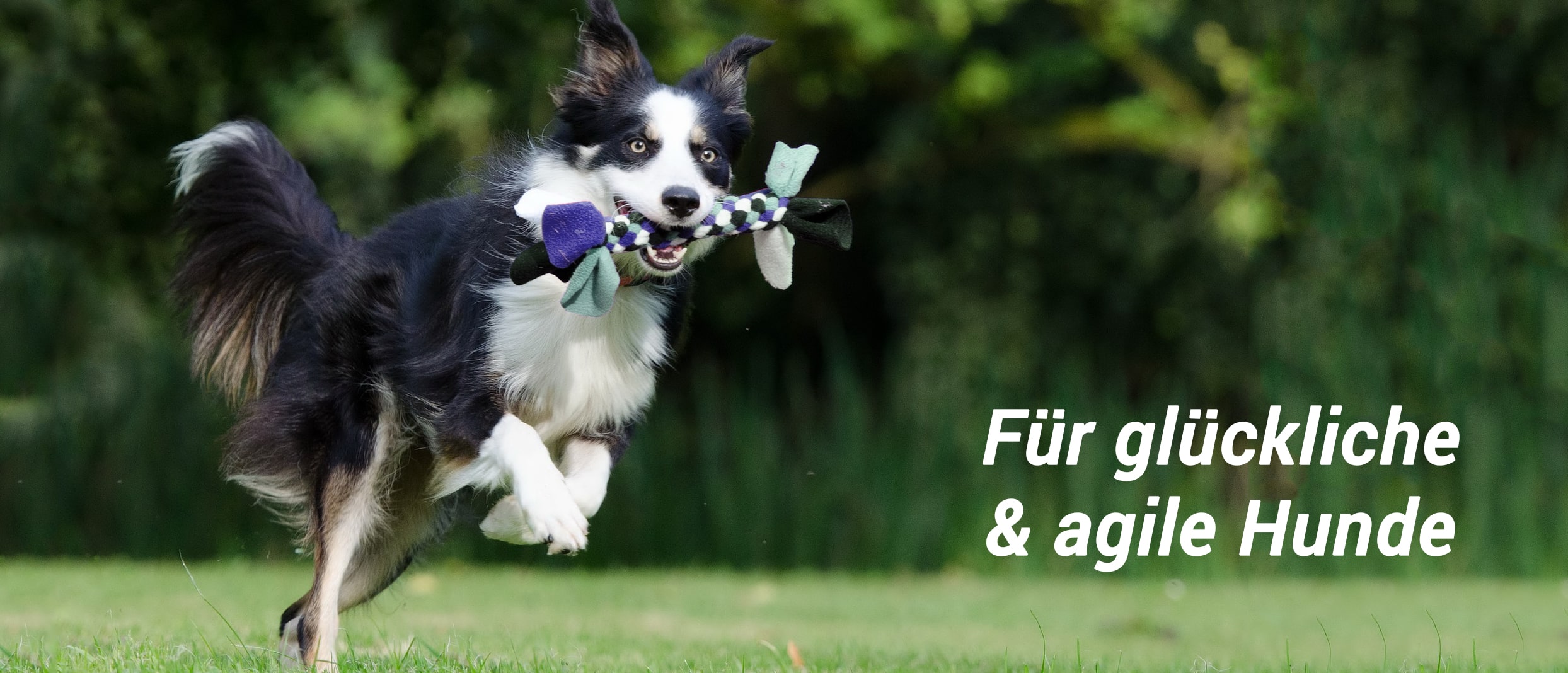 happydog-petsolut-min
