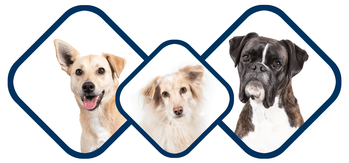 hunde-petsolut-testimonials-min